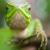greenlizard